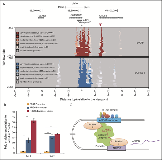 Figure 5. ARIEL promotes the ARID5B enhancer-promoter interaction. (A) Jurkat cells were transduced with either a control shRNA (shGFP) or an shRNA targeting ARIEL (sh3) by lentivirus infection. Genomic DNA samples were harvested on day 3 of the shRNA transduction and subjected to a 4C assay. A heatmap showing the interactions from the viewpoint (ARID5B −135-kb enhancer locus) of the neighboring genomic regions before and after the knockdown of ARIEL. Color codes represent the quantitative scale (q-value). A red arrowhead indicates the ARID5B promoter. (B) ChIRP assay was performed using 2 different sets of antisense probes (“set 1” and “set 2”) that detect ARIEL or control probes (anti-Lacz). The amount of genomic DNA in the ChIP and input samples was measured by performing qPCR using specific primers targeting the ARID5B −135-kb enhancer locus or the ARID5B promoter region. The neighboring locus (CDK1 promoter) was used as a negative control region. The fold-enrichments are shown as the mean plus or minus SD of duplicate experiments. (C) Proposed model.
