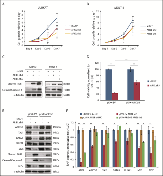 Figure 6. ARIEL is required for T-ALL cell survival in culture. (A-B) Jurkat (A) and MOLT-4 (B) cells were transduced by lentivirus infection with either a control shRNA (shGFP) or an shRNA targeting ARIEL (sh3 and sh5). Cell viability was measured for up to 7 days. Cell growth rates relative to the readings on day 1 are shown as the mean plus or minus SD of triplicate experiments. (C) Western blot analysis was performed using antibodies against cleaved PARP and cleaved caspase 3 in Jurkat and MOLT-4 cells after the shRNA knockdown of ARIEL. (D) Jurkat cells overexpressing empty vector (pLVX-EV) or ARID5B (pLVX-ARID5B) were transduced by lentivirus infection with either a control shRNA (shLUC) or shRNA targeting ARIEL (sh3). Cell viability was measured 5 days after transduction and percentage of viable cells relative to shLUC are shown as the mean plus or minus SD of duplicate experiments. (E) Western blot analysis showing the protein expression of each member of the TAL1 complex and MYC after knockdown of ARIEL in pLVX-EV and pLVX-AIRD5B–overexpressing Jurkat cells. (F) The RNA expressions of ARID5B and each member of the TAL1 complex and MYC were measured by qRT-PCR after the shRNA knockdown of ARIEL in pLVX-EV and pLVX-AIRD5B overexpressing Jurkat cells.