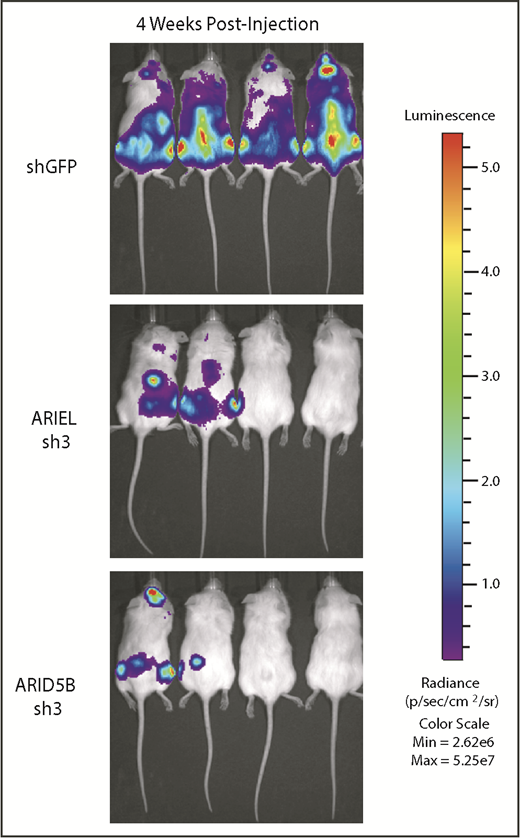 Figure 7. ARIEL is required for T-ALL leukemia progression in a xenograft model. MOLT-4 cells stably expressing the luciferase gene were transduced by lentivirus infection with an shRNA targeting control (shGFP), ARIEL (sh3), or ARID5B (sh3). The cells were injected into NSG mice. Lumino imaging was conducted 4 weeks after the injection.