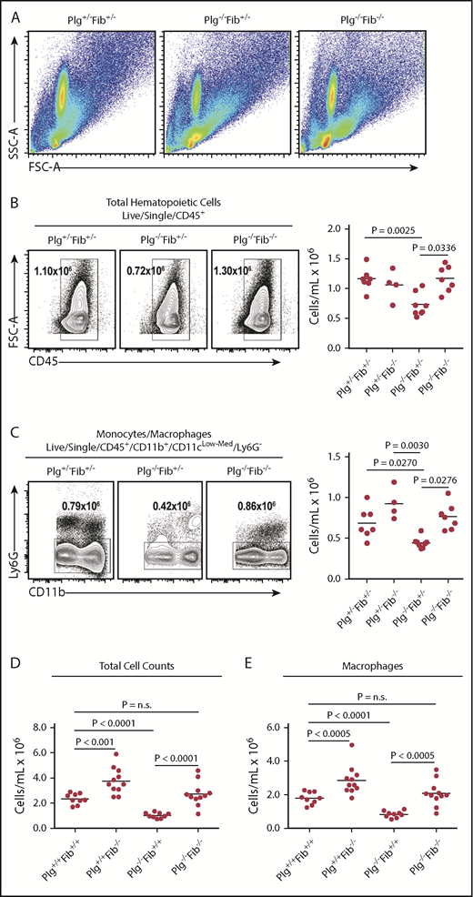 Figure 3. Loss of fibrin(ogen) restores macrophage migration in plasminogen-deficient mice. (A) FSC vs SSC plots for all genotypes represent all cell populations. Flow cytometry analysis of peritoneal lavage fluid at 72 hours after thioglycollate stimulation shows normalized recruitment of total hematopoietic cells (B) and macrophages (C) to the peritoneal cavity. The left panels in B and C are examples of flow cytometry of lavage fluid from individual mice. (D) Independent experiment analyzing cell accumulation in peritoneal lavage fluid at 72 hours after thioglycollate stimulation. Plg−/−/Fib+/+ mice exhibited the expected decrease in leukocyte migration. Plg+/+/Fib−/− mice had a significant increase in leukocyte migration after peritonitis induction. Deletion of both plasminogen and fibrinogen returned the phenotype to the wild-type migration pattern. (E) Examination of cytospins from the peritoneal lavage fluid confirmed that the total leukocyte count was driven by the predominant cell type, macrophages. Data are shown as individual values with means indicated. n.s., not significant.
