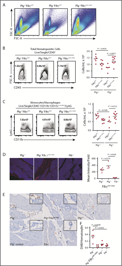 Figure 6. The integrin αMβ2-binding motif on fibrin(ogen) impairs macrophage migration in plasminogen-deficient mice. (A) FSC vs SSC plots for all genotypes represent all cell populations. Flow cytometry analysis of peritoneal lavage fluid at 72 hours after thioglycollate stimulation. Impaired recruitment of total CD45+ hematopoietic cells (B) and monocytes/macrophages (C) in plasminogen-deficient mice was rescued by homozygosity for the Fibγ390-396A allele. The left panels in B and C are examples of flow cytometry of lavage fluid from individual mice. (D) Representative images of immunofluorescence staining of the peritoneal wall of Plg−/− (left), Plg−/−Fibγ390-396A mice (middle), and Fib−/− mice (right) for fibrin(ogen) at 72 hours after thioglycollate injection (40×). Quantitation of fibrin accumulation on the right. (E) Representative images of immunohistochemistry of the peritoneal wall of Plg−/− mice (top left) and Plg−/−Fibγ390-396A mice (top middle) and Plg+/+ mice (top right) of macrophage (F4/80) staining at 72 hours after thioglycollate injection (40×). Secondary antibody only (Plg−/−, bottom left) and Fib−/− (bottom middle) mice were used as controls. Arrowheads indicate blood vessels (black) and macrophage accumulation (red). (F) Quantitation of macrophage accumulation. Quantitation data are shown as individual values with means indicated.