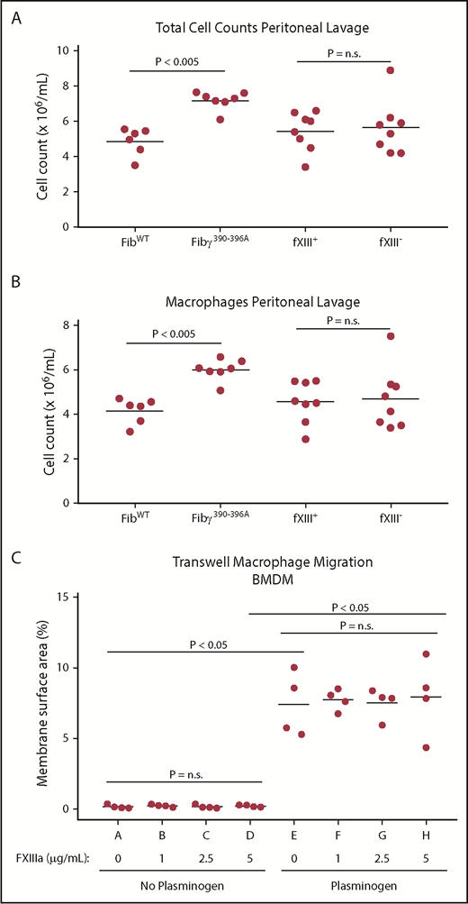 Figure 7. Macrophage migration is dependent on the fibrinogen αMβ2-binding motif but not on factor XIII–mediated fibrin crosslinking. Mice expressing a form of fibrinogen that is unable to interact with the integrin αMβ2 display increased total leukocyte counts (A) and macrophage (B) migration in sterile peritonitis. This increased migration is not seen in mice that are unable to crosslink fibrin (FXIII−/−). (C) In vitro migration of macrophages through fibrin was examined in the presence or absence of factor XIIIa. In the absence of plasminogen, macrophages were unable to migrate through a fibrin matrix regardless of the degree of factor XIIIa-mediated crosslinking (lanes A-D). In contrast, in the presence of plasminogen, macrophages are able to migrate through fibrin regardless of the degree of factor XIIIa–mediated crosslinking (lanes E-H).