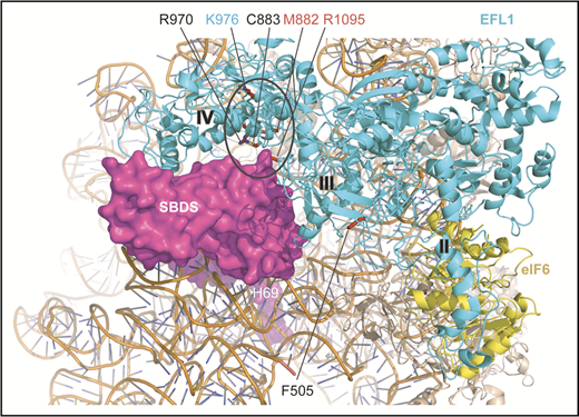 Figure 2. SDS-associated EFL1 mutations map to key functional interfaces. SBDS C-terminal domain, magenta, space-filling representation; EFL1, cyan; eIF6, yellow (Protein Data Bank accession number 5anb), ribbon representation. EFL1 domains II, III, and IV are indicated. EFL1 residues targeted by mutations that map to the interface with SBDS are encircled. Residues mutated in SDS are indicated in black (this study) or red (Stepensky et al41) text; residue K976 (cyan) is targeted in the mouse model (this study). H69, rRNA helix 69.