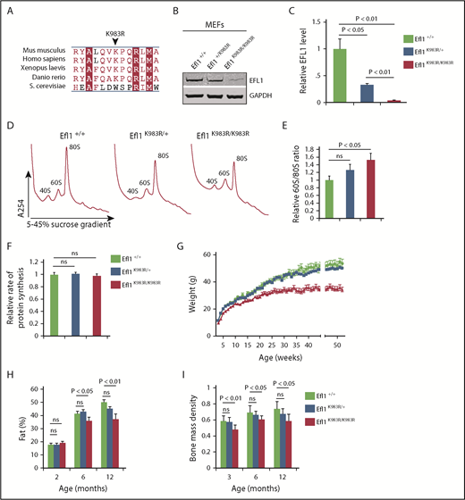 Figure 4. Efl1 K983R mutation leads to pleiotropic effects in mice. (A) Multiple sequence alignment of EFL1 proteins from representative species indicates that the murine EFL1 K983R mutation targets a highly conserved residue. Identical amino acids are indicated by a red box with white characters, similar amino acids are in red characters, and a blue frame represents similarity across groups. (B) Representative total cell lysates of mouse embryonic fibroblasts (MEFs) from wild-type (Efl1+/+), heterozygous Efl1+/K983R, and homozygous Efl1K983R /K983R mice were immunoblotted to visualize EFL1 protein. Glyceraldehyde-3-phosphate dehydrogenase (GAPDH) is used as a loading control. (C) Quantifications show the EFL1/glyceraldehyde-3-phosphate dehydrogenase ratio. (D) Representative polysome profiles of MEF extracts from Efl1K983R /K983R (n = 4) and heterozygous Efl1+/K983R (n = 9) mice compared with wild-type control (Efl1+/+) (n = 9). (E) Quantification of the 60S:80S ribosomal subunit ratios is indicated as a bar chart (n ≥ 4). (F) Global protein translation rates in MEFs from Efl1 K983R /K983R and heterozygous Efl1+/K983R mice compared with wild-type control (Efl1+/+) (n = 6). EFL1 K983R mutation reduces body weight from 3 weeks of age (G), affecting the percentage of fat mass (H) and bone mass density (I) from 3 months of age. For all tests, P values are indicated.