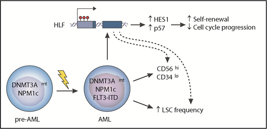The cooccurrence of oncogenic mutations affecting the DNMT3A and NPM1 genes, together with ITDs in FLT3, is one of the most common combinations of genetic events in AML and seems sufficient to generate the disease. The reasons for why there is a relatively high frequency of this cooccurrence and why it is associated with a worse prognosis for patients are poorly understood. Garg et al report that the 3 mutations synergize to upregulate the HLF gene in association with hypomethylation of its promoter. In turn, HLF activates a set of genes that includes HES1 (a known NOTCH target) and the cell cycle inhibitor p57 (CDKN1C). These changes are associated with enhanced self-renewal of AML cells, an increased LSC frequency, and an aberrant immunophenotype (CD56highCD34low) that is characteristic of the triple-mutant cells. Genetic targeting of HLF sensitized AML cells to antileukemic drugs, suggesting that targeting this pathway may represent a novel therapeutic strategy in this and potentially other AML subtypes.