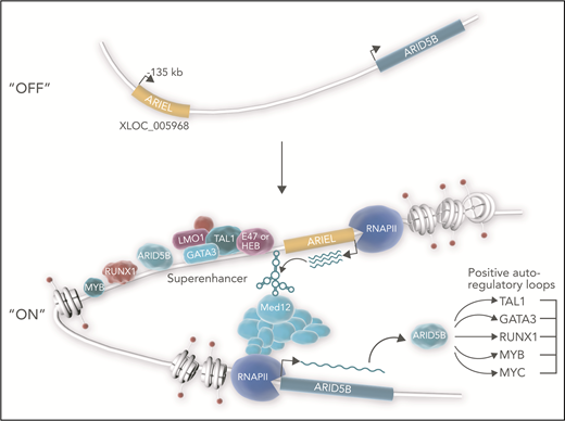 ARIEL (ARID5B-inducing enhancer-associated long noncoding RNA/XLOC_005968) acts as an eRNA in a subset of TAL1-type T-ALL. The TAL1 complex in T-ALL consists of several transcriptional regulators that include the class II basic helix-loop-helix transcription factor TAL1, E proteins (eg, E47 or HEB), LIM-only proteins (eg, LMO1/2), and GATA factors (eg, GATA3). This complex frequently co-occupies enhancers with partner transcription factors ARID5B, RUNX1, and MYB. In the nucleus, the TAL1 complex instructs RNA polymerase II (RNAPII) to transcribe ARIEL from the ARID5B enhancer template located at −135 kb relative to the ARID5B transcriptional start site.1,6 ARIEL connects the enhancer to MED12, a subunit of the mediator coactivator complex that binds RNAPII. Thus, ARIEL facilitates chromatin looping interactions between the enhancer and the ARID5B promoter. These interactions in turn promote the expression of ARID5B, which amplifies positive autoregulatory loops that generate the TAL1 oncogenic transcriptional program.7,8 Upregulated expression of ARID5B target genes promotes ARIEL transcription. In this diagram, direct interactions involving ARIEL and genomic coordinates of factors are postulated.