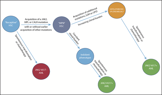 Figure 2. Evolution of a myeloid neoplasm. The natural history of JAK2V617F-positive PV, illustrating the evolution of subclones (only 1 is shown) from the founding LT-HSC clone, which first acquires JAK2V617F and, with time, additional fitness mutations, though the latter are not mandatory for clonal expansion. Importantly, leukemic transformation can occur at several levels. It is JAK2V617F-negative when arising in the founding LT-HSCs, and JAK2V617F-positive when arising from an involved LT-HSC daughter clone. The acquisition and phenotypic consequences of these mutations appear to be due to and modified not only by host genetic variation, in particular, age and sex, but also by chemotherapy exposure. Clonal dominance, in which there is suppression of normal LT-HSCs by the malignant clone, is a central feature of PMF and, to a lesser extent and later in its natural history, of PV, usually resulting in leukocytosis and extramedullary hematopoiesis. Clonal dominance is not a function of a particular MPN driver mutation but rather, a function of the MPN driver mutation VAF frequency at the level of the involved LT-HSC; it is usually present when the neutrophil allele burden is ≥70%.59 LOH, loss of heterozygosity; UPD, uniparental disomy.