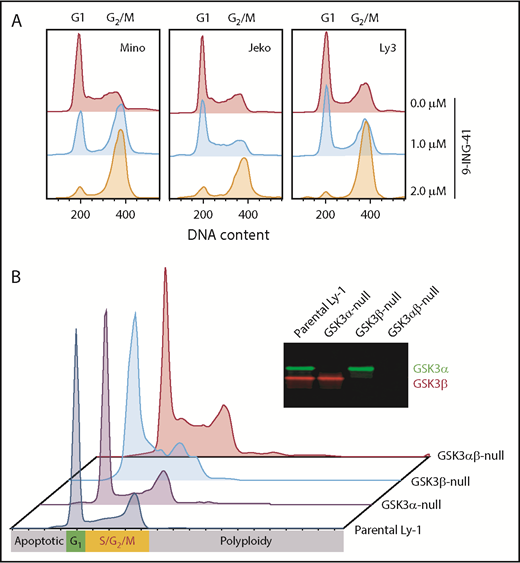 Figure 3. GSK3 inhibition or deletion in lymphoma cells leads to cell cycle arrest in G2/M. (A) Cell cycle profile of 3 representative cell lines Jeko, Mino, and OCI-Ly3 after a 24-hour treatment with 0, 1.0, or 2.0 μM 9-ING-41. (B) Cell cycle profiles of parental Ly-1 cells and GSK3α-, GSK3β-, and GSK3αβ-knockout subclones. Inset: western blot image showing the depletion of GSK3α and GSK3β protein in the knockout Ly-1 subclones.