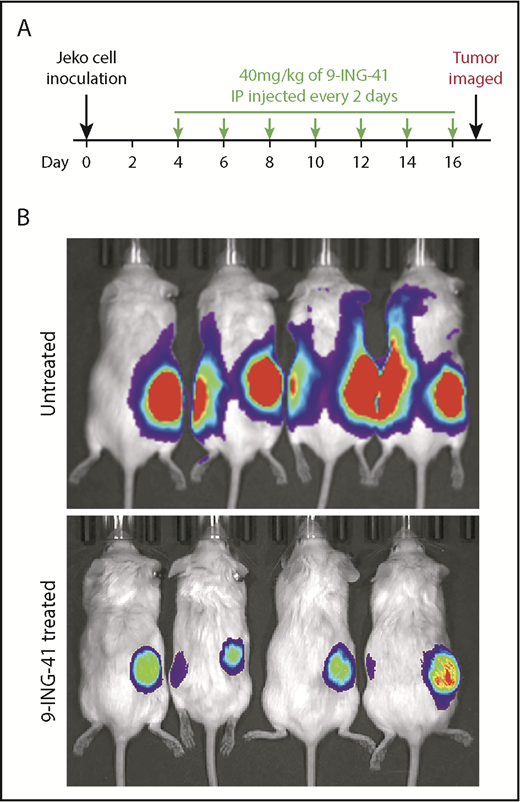 Figure 7. Antilymphoma effect of 9-ING-41 in vivo in Jeko-derived xenograft mouse model. (A) Experimental design showing 9-ING-41 treatment schedule and dosage. (B) Bioluminescence images of xenograft-bearing mice that were left untreated or treated with 9-ING-41. The images were taken at the end of the experiment (day 17). The experiment was performed twice; both showed similar results.