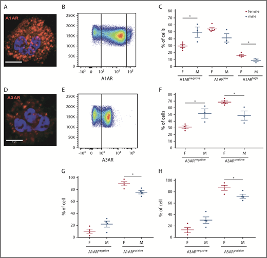 Figure 4. Sex differences in AR expression on neutrophils. ARs were detected in neutrophils from patients with DADA2. (A,D) Confocal analysis shows the presence of A1AR and A3AR (in red) in the plasma membrane of DADA2 neutrophils. Nuclei were stained in blue. Scale bar, 5 µm. (B) A1AR was analyzed in neutrophils from patients with DADA2 by flow cytometry. Three populations of A1AR were found in neutrophils from patients with DADA2. (C) Percentage of neutrophils with surface A1AR, classified as negative, low, and high. (E) A3AR was analyzed in neutrophils from patients with DADA2 by flow cytometry. (F) Percentage of neutrophil for A3AR. (G) A1AR and (H) A3AR were analyzed in neutrophils from healthy with by flow cytometry. *P < .05 Mann-Whitney U test.