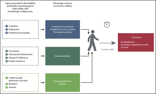 Slower gait speed results from convergence of aging-associated vulnerabilities on physiologic systems involved in walking.
