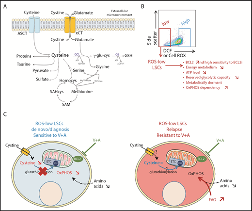 Microenvironmental cysteine essential for LSCs in AML. (A) Schematic overview of cysteine metabolism. (B) Metabolically defined LSCs purified by fluorescence-activated cell sorting based on low dihydrodichlorofluorescein (DCF) or CellROX staining and with their major identified characteristics. (C) Mitochondrial cysteine metabolism and gluthathionylation of ROS-low LSCs sensitive to or resistant to venetoclax (V) plus azacitidine (A or Aza). Diag, diagnosis; FAO, fatty acid oxidation; GCL, glutamate cysteine ligase; GS, glutathione synthase; homocys, homocysteine; MeTHF, methyl-tetrahydrofolate; OxPHOS, oxidative phosphorylation; THF, tetrahydrofolate; SAHcys, S-adenosyl-homocysteine; SAM, S-adenosyl-methionine.