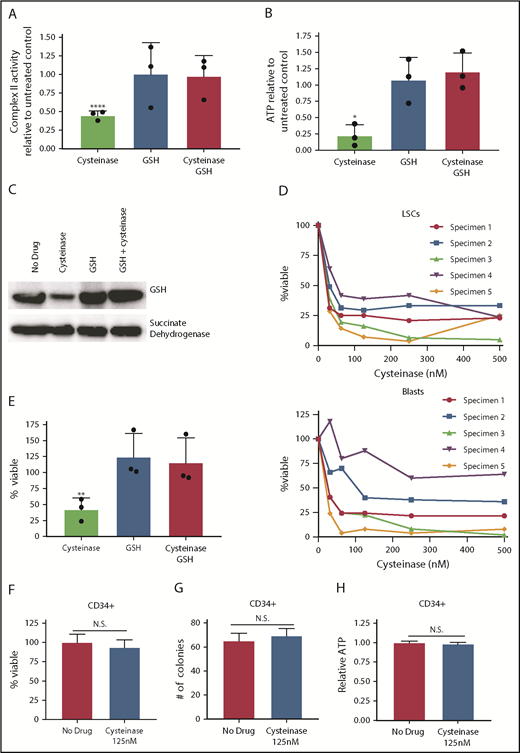 Figure 2. Glutathione is essential for energy metabolism in AML. (A) Complex II activity upon a 4-hour 125 nM cyst(e)inase treatment with or without a 2-hour pretreatment with 100 µM cell-permeable glutathione. Data normalized to no treatment control. (B) ATP levels on a 4-hour 125-nM cyst(e)inase treatment with or without a 2-hour pretreatment with 100 µM cell-permeable glutathione. Data normalized to no treatment control. (C) Western blot showing glutathione and succinate dehydrogenase A levels from succinate dehydrogenase A immunoprecipitation on a 4-hour 125-nM cyst(e)inase treatment with or without a 2-hour pretreatment with 100 µM cell-permeable glutathione. (D) Cell viability of ROS-low LSCs or ROS-high AML blasts pon increasing concentrations of cysteine depleting enzyme, cyst(e)inase. AML specimens 1 and 3 are sensitive to venetoclax with azacitidine, and AML specimens 2, 4, and 5 are resistant to venetoclax with azacitidine.2 (E) Viability of AML cells after a 24-hour 125-nM cyst(e)inase treatment with or without a 2-hour pretreatment with 100 µM cell-permeable glutathione. Data normalized to no treatment control. (F) Viability of CD34+ cells isolated from cord blood samples after a 24-hour 125 nM cyst(e)inase treatment. (G) Colony-forming number from CD34+ cells isolated from cord blood samples after a 24-hour, 125-nM cyst(e)inase treatment. (H) ATP level CD34+ cells isolated from cord blood samples after a 4-hour, 125-nM cyst(e)inase treatment. Statistical significance was determined by a 2-way analysis of variance analysis or Student’s t-test, where appropriate. *P < .05; **P < .01; ****P < .001.