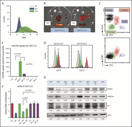 Figure 1. Characterization of selectivity of 2A2-ILP targeting to surface ROR1 on primary CLL cells. (A) The specific uptake of 2A2-ILP over control IgG-ILP by primary CLL was measure by intensity of fluorescence. (B) The in vivo selectivity of 2A2-ILP over IgG-ILP in organs from mice engrafted with hROR1 × TCL1 splenocytes. (C) The invasion of CD5+B220+ROR1+ leukemic cells (red) in BMMC of hROR1 × TCL1 mouse model. (D) The in vivo selectivity of 2A2-ILP over IgG-ILP recognizing ROR1+ leukemic cells in BMMC from mice engrafted with hROR1 × TCL1 splenocytes. (E) Treatment with miR-29b–encapsulated 2A2-ILP for 24 hours increased levels of intracellular miR-29b ∼600-fold over free form and sevenfold over isotype control IgG-ILP delivery in OSU-CLL cell line. (F29, free-form of miR-29b; SC, scrambled miR.) (F) Two-week treatment with 2A2-miR-29b-ILP significantly reduced the GDM of the CLL cell line by 58% compared with scramble in 2A2-ILP control. (G) Selective delivery of miR-29b decreases DNMTs and SP1 in OSU-CLL cell lines after 48 hours. Decitabine (Dec, 100 nM) was used as a positive control of hypomethylating agent.