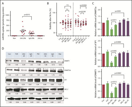 Figure 2. Determination of 2A2-miR-29b-ILP treatment and its downstream targets in primary and cell lines of CLL cells. (A) Treatment of ROR1+ primary CLL with 2A2-miR-29b-ILP for 24 hours showed twofold higher efficiency of ROR1-targeted uptake of miR-29b than nontargeted IgG-miR-29b-ILP control (P = .015; n = 9). (B) The long-term treatment of 2A2-miR-29b-ILP suppressed the cell viability by ∼10% after 96 hours under the coculture of HS-5 stromal cells (n = 13). (C) 2A2-miR-29b-ILP significantly downregulated DNMT1, DNMT3A, and SP1 compared with 2A2-scramble-ILP control 48 hours posttreatment in primary CLL cells, whereas IgG-miR-29b-ILP exhibited limited effect. (D) mRNA expression of DNMT1, DNMT3A, and SP1 of primary CLL samples from 4 patients revealed significant reduction in each of these mRNAs with 2A2-miR-29b-ILP compared with 2A2-scramble-ILP or IgG-miR-29b-ILP control groups. F29, free-form of miR-29b; n.s., not significant; SC, scrambled miR.