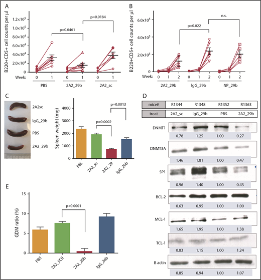 Figure 4. Antileukemic activity of miR-29b reduced the leukemic progression in the hROR1 × TCL1 mouse model. (A) The miR-29b treatment (2A2-miR-29b-ILP, 15.7 ± 4.6 × 1000 cells/μL; n = 8) showed significant therapeutic efficacy as evidenced by decreased circulating leukemic B220+CD5+ cells by >50% in peripheral blood (2A2-scramble-ILP, 38.4 ± 7.3; n = 6; P = .0184). (B) Evaluation of leukemic burden in peripheral 2-week posttreatment revealed ROR1-targeted delivery via 2A2-ILP effectively limited leukemic cell numbers (122.4 ± 23.2 × 1000 cells/μL; n = 7) compared with nonselective IgG-miR-29b-ILP (237.1 ± 40.0 × 1000 cells/μL; n = 6; P = .022). (C) Reduced splenomegaly in hROR1 × TCL1 mice by 2 weeks posttreatment with 2A2-miR-29b-ILP compared with the 2A2-scramble-ILP control (P = .0002; n = 4). (D) Immunoblot analysis of splenocytes from treated mice revealed downregulation of miR-29b targets such as DNMT1, DNMT3A, and SP1 at protein level after 2 weeks of in vivo treatment. (E) Significant reduction in GDM in mouse splenocytes 2 weeks posttreatment with 2A2-miR-29b-ILP compared with 2A2-scramble-ILP control (P < .0001; n = 4).