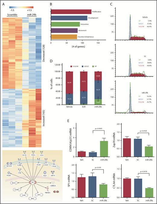 Figure 5. Long-term treatment with miR-29b suppressed proliferation of leukemic cells in vivo. (A) RNA-seq from purified splenic CD19+ B lymphocytes from the mice treated with 2A2-miR-29b-ILP or 2A2-control scramble-ILP. Differential expression of genes revealed at least 233 differentially expressed genes between miR-29b vs scramble control (128 genes decreasing and 105 genes increasing). (B) A total of 128 of the 233 differentially expressed genes represent cellular growth and proliferation. (C-D) Cell cycle analysis of CD19+ B cells from the in vivo 2A2-miR-29b ILP–treated group compared with the control 2A2-scramble-ILP–treated group. Panel C shows representative data of vehicle, 2A2-scramble-ILP2 (SC), and 2A2-miR29b ILP (mR-29b) treated groups, and panel D presents the summarized data (P = .0002; n = 4). Panel D also shows increased apoptotic cells in the 2A2-miR29b-ILP treatment group (scramble, 2.55 ± 0.8%; miR-29b, 16.9 ± 3.1%). (E) Validation of decreased expression of SP1, ZAP70, and CTLA-4 mRNA and increased expression of CDKN1a/p21 mRNA in the post–2A2-miR-29b-ILP treatment group confirmed by differential expression of genes.