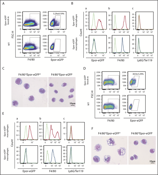 Figure 1. Identification of Epor+ macrophages in mouse BM and FL using the Epor-eGFPcre knockin mouse model. (A) Flow cytometry analysis of mouse BM F4/80+Epor-eGFP+ macrophages. Gating procedures are described in supplemental Figure 1A. WT mouse BM cells were used as control. N = 6. (B) Histogram of Epor-eGFP (a), F4/80 (b), and Ly6G/Ter119 (c) of the sorted BM F4/80+Epor-eGFP+ and F4/80+Epor-eGFP− macrophages. Dotted line: Fluorescence Minus One control. (C) The composite cytospin images of the sorted BM F4/80+Epor-eGFP+ and F4/80+Epor-eGFP− macrophages. (D) Flowcytometry analysis of mouse FL F4/80+Epor-eGFP+ macrophages. WT mouse FL cells were used as control. N = 4. (E) Histogram of Epor-eGFP (a), F4/80 (b), and Ly6G/Ter119 (c) of the sorted FL F4/80+Epor-eGFP+ and F4/80+Epor-eGFP− macrophages. (F) The composite cytospin images of the sorted FL F4/80+Epor-eGFP+ and F4/80+Epor-eGFP− macrophages. FSC, forward scatter area; SSC, side scatter; WT, wild-type.