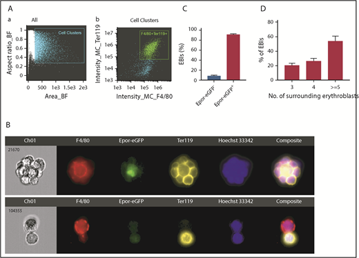 Figure 2. Imaging flow cytometry analysis of mouse BM EBIs. (A) Cell clusters with more than 250 (Area_BF) were gated (a) as potential EBIs; (b) plot of F4/80 and Ter119 of the gated cell clusters. (B) Top: a representative EBI structure showing F4/80+Epor-eGFP+ macrophage was surrounded by multiple Ter119+ erythroid cells; bottom: a representative image showing the F4/80+Epor-eGFP− macrophage was surrounded by 1 Ter119+ erythroid cell. (C) Quantitative analyses revealing >90% EBIs were formed by the F4/80+Epor-eGFP+ macrophages. (D) Quantitative analyses showing percentages of EBIs with 3, 4, and 5 or more erythroid cells. (C-D) Quantitative analyses were performed using 2000 EBIs from 8 independent experiments.