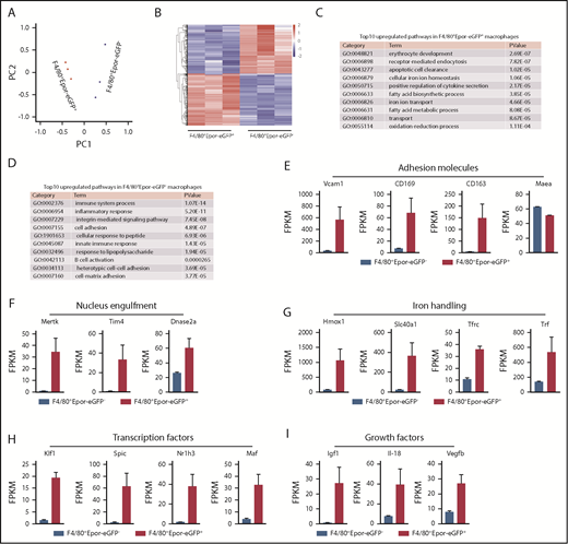 Figure 4. RNA-seq analyses of BM F4/80+Epor-eGFP+ and F4/80+Epor-eGFP- macrophages. (A) Principal component analysis. (B) Heatmap of the differentially expressed genes. (C) The top 10 upregulated pathways in F4/80+Epor-eGFP+ macrophages and P value are shown. (D) The top 10 upregulated pathways in F4/80+Epor-eGFP− macrophages and P value are shown. (E) The FPKM value of adhesion molecules involved in macrophage-erythroblast interaction. (F) The FPKM value of phagocytosis associated genes as indicated. (G) The FPKM value of iron-recycling genes as indicated. (H) The FPKM value of transcription factors as indicated. (I) The FPKM value of growth factors as indicated. N = 3.