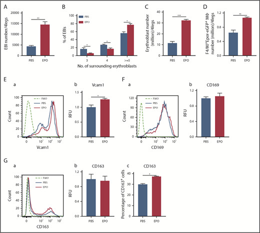 Figure 5. Effects of Epo on EBIs and EBI macrophages in vivo. (A) EBI numbers in mouse BM with and without Epo. (B) Percentages of EBIs with 3, 4, and 5 or more erythroblasts with and without Epo. (C) Erythroblast numbers in mouse BM with and without Epo. (D) F4/80+Epor-eGFP+ macrophage numbers in mouse BM with and without Epo. (Ea) Representative Vcam1 expression profiles with and without Epo; (Eb) quantitative analyses of Vcam1 expression on mouse BM F4/80+Epor-eGFP+ macrophages with and without Epo. (Fa) Representative CD169 expression profiles with and without Epo; (Fb) quantitative analyses of CD169 expression on mouse BM F4/80+Epor-eGFP+ macrophages with and without Epo. (Ga) Representative CD163 expression profiles with and without Epo; (Gb) quantitative analyses of CD163 expression on mouse BM F4/80+Epor-eGFP+ macrophages with and without Epo; (Gc) the percentage of CD163+ cells within BM F4/80+Epor-eGFP+ macrophages with and without Epo. *P < .05, **P < .01, ***P < .001. N = 3.
