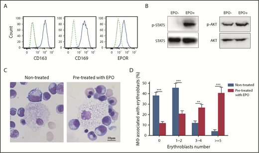 Figure 7. EPO enhanced in vitro human EBI formation. (A) Surface expression of CD163, CD169 and EPOR expression on cord blood CD34+ cell-derived macrophages. (B) Western blot analysis showing phosphorylation of STAT5 and AKT in CD34+ cell-derived macrophages upon EPO stimulation. (C) Representative images of EBIs formed between erythroblasts and untreated macrophages or macrophages pretreated with EPO. (D) Quantitative analyses of the EBIs showing enhancement of EBI formation by EPO pretreatment of the macrophages. *P < .05, ***P < .001. N = 3.