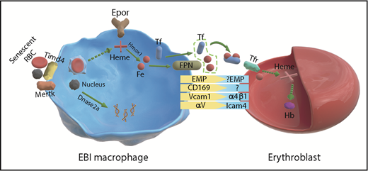 Schematic from Li et al of Epo receptor signaling in EBI macrophages and erythroblasts. Fe, iron; Hb, hemoglobin; RBCs, red blood cells.