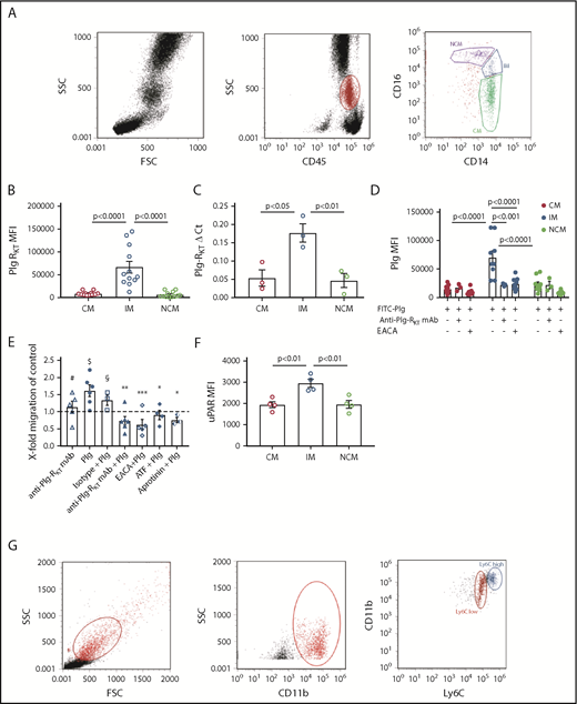 Monocyte subsets and Plg-RKT. (A) Peripheral blood mononuclear cells were isolated from leukapheresis chambers obtained from healthy thrombocyte donors using lymphocyte separation medium 1077 (PromoCell, Heidelberg, Germany) and used for either monocyte subset isolation employing anti-CD45, anti-CD14, and anti-CD16 antibodies or for generating macrophages as described.15,26 Gating strategy for human monocyte subsets in whole blood is shown. The relative amounts of cells per subset were in accordance with published data, CM: 76% ± 5%, IM: 5% ± 2%, NCM: 19% ± 7%.15 (B) Mean fluorescent intensities (MFIs) of Plg-RKT on human monocyte subsets (n = 12). Monocytes in freshly drawn blood were stained with anti-CD14 antibody (PerCP/Cy5.5, Clone HCD14), anti-CD16 antibody (APC-Cy7, Clone 3G8), anti-CD45 antibody (Pacific Blue, Clone HI30), and anti–Plg-RKT mouse monoclonal mAb7H1, prepared and characterized in our laboratory.6,7 Samples were analyzed with a Novocyte Flow cytometer (ACEA Biosciences, San Diego, CA). (C) Plg-RKT mRNA levels in human monocyte subsets. Cells were sorted based on CD14 and CD16 expression into CMs, IM, and NCMs using a BD FACSAria (BD Biosciences, Franklin Lakes, NJ), and afterward, RNA was isolated for quantitative polymerase chain reaction. Primer sequences for Plg-RKT were “tggaacccttttagaaagaatga” and “ttggcagctgcaatttactc” (Universal Probe Library, #73; Roche, Basel, Switzerland). Glyceraldehyde-3-phosphate dehydrogenase was used for normalization (n = 3). (D) Plasminogen binding to human monocyte subsets in the presence or absence of anti–Plg-RKT mAb (clone7H1, developed and characterized in our laboratory)6,7 or EACA. PBMCs were stained with fluorochrome-labeled antibodies against CD45, CD14, and CD16 and incubated with FITC-labeled plasminogen (0.5 µM; n = 9).6 Fluorescence was measured with a Novocyte Flow cytometer. To test specificity of plasminogen binding, samples were additionally incubated with EACA (0.2 M; Sigma Aldrich, St. Louis, MO; n = 9) or with anti–Plg-RKT mAb (140 nM; n = 3). (E) Cell migration of human monocyte subsets in the presence or absence of plasminogen. Sorted IMs were seeded into inserts of Costar Transwell Permeable Supports (5.0-µm pore size; Corning, New York, NY) in RPMI 1640 containing 1% bovine serum albumin (both from Sigma Aldrich). Cells were incubated in total for 1 hour at 37°C, 5% CO2 in a humidified incubator. After 15 minutes, cells were either preincubated with anti–Plg-RKT mAb (280 nM; filled triangles, n = 6), isotype control antibody (280 nM; BD Biosciences; open squares, n = 3), or uPA aminoterminal fragment (50 ng/mL; Sekisui Diagnostics, Lexington, MA; filled diamonds, n = 4), or after an additional 30 minutes either EACA (0.2 M; open diamonds, n = 5) or aprotinin (2 µM; Sigma Aldrich; half-filled diamonds, n = 3) was added. Then plasminogen (0.4 µM; Roche) was added. Control cells were incubated for the times indicated above in vehicle only (n = 5). The number of migrated cells under this condition was set at 1, and values under experimental conditions are expressed as x-fold migration compared with control. As additional controls, cells were treated with anti–Plg-RKT mAb (280 nM; open triangles, n = 5) in the absence of plasminogen. Then, inserts were transferred into wells containing complete culture medium containing N-formyl-met-leu-phe (100 nM; Sigma Aldrich) as a chemoattractant. Cells were allowed to migrate for 3 hours at 37°C. Cells on the bottom side of the membrane were fixed with 4% paraformaldehyde and washed with phosphate-buffered saline. Membranes were then cut out and mounted on slides with Prolong Gold Antifade mounting medium (Thermo Fisher Scientific, Waltham, MA) and analyzed on a Zeiss Axio Imager fluorescence microscope. For calculating cell migration, cells on 5 randomly selected microscopic fields (magnification ×40) of the insert membrane were counted for every condition. Plasminogen-dependent migration was not exhibited by CMs or NCMs (CM: 0.9-fold vs control; NCM: 1.1-fold vs control). $P < .05 as compared with control; #not significant as compared with control; *P < .05, **P < .01, ***P < .001, as compared with plasminogen only; §not significant as compared with plasminogen only. (F) MFIs of uPAR on human monocyte subsets (n = 4). Cells were stained with anti-uPAR antibody (phycoerythrin; Clone VIM5; BioLegend, San Diego, CA). (G) Gating scheme for murine monocyte subsets in whole blood. Mouse monocytes were isolated from whole blood, and subsets were gated employing anti-CD11b and anti-Ly6C antibodies29 (Biolegend) using a Novocyte flow cytometer (ACEA Biosciences). (H) MFIs of Plg-RKT in murine monocyte subsets (n = 8; female, n = 4; male, n = 4). Whole blood samples were stained with anti-CD11b (allophycocyanin; Clone M1/70, BioLegend), anti-Ly6C (Phycoerythrin; Clone HK1.4, BioLegend), and anti–Plg-RKT antibody mAb.6,7 (I) Plasminogen binding to murine monocyte subsets in whole blood from female Plg-RKT+/+ wild-type (WT) mice and Plg-RKT−/− mice incubated with FITC-labeled plasminogen (0.5 µM; n = 3). Plg-RKT gene targeted mice (8-10 weeks of age) were backcrossed 10 generations into the C57Bl/6J background. (All animal experiments were approved by the Institutional Animal Care and Use Committee of The Scripps Research Institute.) (J) MFIs of Plg-RKT cell surface expression on murine male and female monocyte subsets. Whole blood samples were stained with anti-CD11b, anti-Ly6C, and anti–Plg-RKT as described in the legend to panel H (n = 8; 4 male and 4 female). (K) Ly6Chigh and (inset) Ly6Clow monocytes recovered in the peritoneal lavage of female Plg-RKT+/+ WT mice and Plg-RKT−/− mice either untreated (triangles) or 72 hours following intraperitoneal (IP) injection with thioglycollate (circles), as used previously in our laboratory7,8 (without thioglycollate treatment: n = 6 mice per group; with thioglycollate treatment: n = 5 mice per group). (L) Ly6Chigh and (inset) Ly6Clow monocytes recovered in the peritoneal lavage of male Plg-RKT+/+ WT mice and Plg-RKT−/− mice either untreated (triangles) or 72 hours following IP injection with thioglycollate (circles) (without thioglycollate treatment: n = 6 mice per group; with thioglycollate treatment: n = 5 mice per group). (M) Gating scheme for murine monocyte subsets in peritoneal lavage 72 hours following IP injection with thioglycollate. Mouse monocytes were isolated from peritoneal lavage and gated employing anti-CD11b and F4/80 antibodies (Biolegend) using a Novocyte flow cytometer (ACEA Biosciences). Values are displayed as MFIs (B,D,F, and H-J), delta cycle threshold (ΔCt) (C), fold change vs control (E), or total cell number (K,L) ± standard error of mean. Red symbols are used for CMs; blue symbols are used for IMs, and green symbols are used for NCMs for human monocytes (A-F). Blue symbols are used for Ly6Chigh, and red symbols are used for Ly6Clow murine monocytes (G-M). Statistical significances were calculated using analysis of variance and Tukey’s post hoc test when >2 groups were compared (B-F,I,K-L), and values of P < .05 were considered significant and are provided in the respective panels. Student t tests (unpaired) was used for comparison of 2 groups (H,J) and values of P < .05 were considered significant and are provided in the respective panels. FSC, forward scatter; n.s., not significant; SSC, sideward scatter.