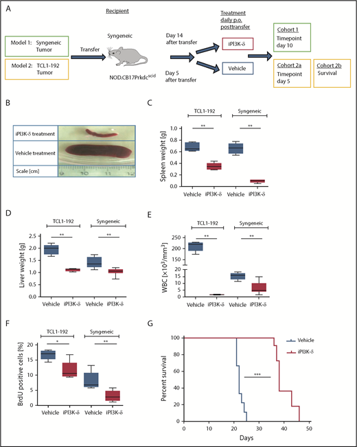 Figure 1. PI3K-δ inhibitor GS-649443 is effective in mice transplanted with TCL1-192 cell line or primary TCL1 tumors. (A) Scheme for the 2 adoptive transfer models for studying the efficacy of GS-649443. Model 1 (green box) involves transfer of tumor from Eµ-TCL1 mice into syngeneic recipients, followed by 10 days of treatment with the inhibitor or vehicle. Model 2 (yellow box) involves transfer of TCL1-192 cells into 2 cohorts of immunodeficient recipients, with a cutoff after 5 days of treatment with vehicle or GS-649443 (cohort 2a) or survival as end point of the study (cohort 2b). (B) Representative photographs of spleens in the Eµ-TCL1 syngeneic tumor-transfer model after 10 days of treatment with GS-649443 or vehicle. Spleen weights (TCL1-192, P = .0053; syngeneic, P = .0033) (C), liver weights (TCL1-192, P = .0079; syngeneic, P = .0031) (D), and WBC counts (TCL1-192, P = .0078; syngeneic, P = .0047) (E) of recipient mice in the TCL1-192–transfer model (n = 6 mice per group), as well as in the syngeneic transfer model (n = 7 mice per group). Measurements were taken at the time of euthanization after 10 days (syngeneic) or 5 days (TCL1-192) of treatment. All P values were calculated using the Mann-Whitney U test. (F) Cell proliferation analyzed by BrdU injection 24 hours prior to euthanizing the mice (n = 6). The BrdU+ fraction of splenic lymphocytes in the immunosuppressed (TCL1-192, P = .0173) and immunocompetent (syngeneic, P = .0054) models is depicted. The P values were calculated using the Mann-Whitney U test. (G) Survival curves of NOD.SCID-Prkdcscid recipient mice transferred with TCL1-192 tumor cells and treated with GS-649443 or vehicle (n = 6 mice per group). ***P ≤ .0001, log rank (Mantel-Cox) test. *P ≤ .05; **P ≤ .01; ***P ≤ .001; ns, P > .05.