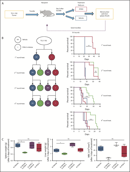 Figure 2. In vivo generation of resistance to PI3K-δ inhibitor GS-649443. (A) Scheme for generation of resistance to PI3K-δ inhibitor in vivo. TCL1-192 cells were transferred into immunodeficient recipients, and starting from day 5 after transfer, the mice were treated with vehicle or GS-649443. Tumors from critically sick mice treated continuously with PI3K-δ inhibitor or vehicle were retransferred into recipient mice, and the treatments were repeated. A total of 4 transfer and treatment rounds was performed. (B) Simplified treatment cohort scheme with the 4 rounds of transfer and treatment to generate resistance and their corresponding survival curves. Red: GS-649443–treated recipient mice that were transferred with cells treated continuously with PI3K-δ inhibitor in all previous transfers. Green: GS-649443–treated recipient mice transferred with cells treated with vehicle in all previous transfers. Blue: vehicle-treated recipient mice transferred with cells that were treated continuously with vehicle in all previous transfers. Purple: vehicle-treated recipient mice transferred with cells treated with GS-649443 in all previous transfers. Red vs blue first round: P = .0047; red vs green third round: P = .0001; red vs green fourth round: P = .0004. All P values were calculated using the Mantel Cox log-rank test. (C) Spleen and liver weights and WBC counts as a representation of the tumor burden in mice from the fourth round of transfer and treatment. Data were collected following 5 days of treatment. Spleen, P = .0286; liver, P = .0294; WBC, P = .0571, Mann-Whitney U test (n = 6). ns, not statistically significant; p.o., by oral gavage *P ≤ .05; **P ≤ .01; ***P ≤ .001; ns, P > .05.