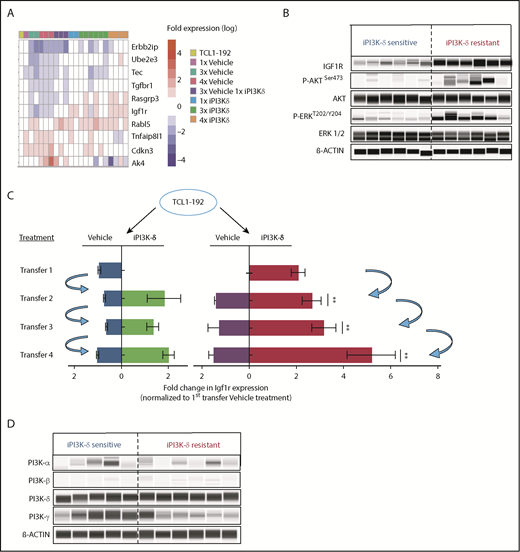 Figure 3. RNA-Seq analysis to identify gene-expression changes in iPI3K-δ–resistant tumor cells. (A) RNA-Seq analysis of tumors from baseline and first, third, and fourth transfers treated with vehicle or GS-649443. The figure shows selected differentially expressed genes with significant differences in expression levels (fold change > 2 and false discovery rate < 0.05). (B) Protein expression analysis using Simple Western to compare levels of IGF1R, p-AKT, and p-ERK in murine primary tumors from the fourth transfer, always treated with vehicle (iPI3K-δ sensitive) or GS-649443 (iPI3K-δ resistant). (C) Fold change in Igf1r expression measured ex vivo by RT-qPCR in tumors from the first to fourth transfers. The blue arrows represent the tumors that were transferred to the subsequent rounds. Mann-Whitney U tests were performed to analyze differences in Igf1r expression between the GS-649443 treatments (green vs red, second transfer, P = .0095; third transfer, P = .0061; fourth transfer, P = .007. (D) Protein expression of PI3K isoforms analyzed using Simple Western in iPI3K-δ–sensitive (fourth-transfer tumors treated with vehicle in all rounds) and iPI3K-δ–resistant (fourth-transfer tumors treated with GS-649443 in all rounds) tumor cells. **P ≤ .01.