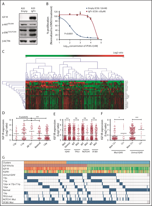 Figure 4. IGF1R expression is associated with unmutated IGHV status and trisomy 12 in human CLL. (A) Western blot analysis for IGF1R, p-AKT, and p-ERK levels in A20 cells overexpressing Igf1r compared with empty vector–transduced cells. (B) Dose-response curve for analyzing sensitivity of Igf1r-overexpressing or empty vector–transduced A20 cells to GS-649443 in vitro using an MTS assay. The P value was calculated using the extra-sum-of-squares F test comparing the best-fit values between the 2 curves. (C) Gene-expression profiling and unsupervised clustering of RTKs in a cohort of 337 previously untreated CLL patient samples identified 2 major clusters distinguished based on high and low levels of IGF1R. A subcluster with lower IGF1R and higher FGFR1 was also observed. (D) Association of IGF1R expression with hierarchical genomic aberration subgroups (with the exception of trisomy 12). (E) Correlation of IGF1R expression with gene mutations. (F) IGF1R expression in cases with and without trisomy 12 within the IGHV subgroups. P values in (D-F) were calculated using the Mann-Whitney U test. (G) Overview of IGF1R and FGFR1 expression with various genetic subgroups in CLL. Among the clusters, orange refers to cluster 1 and blue refers to cluster 2 in Figure 4C. High IGF1R (>median) is shown in red, and low IGF1R (≤median) is shown in green. Heat map with log2 ratios of IGF1R expression shown with a color scale of red (high expression) to green (low expression). Incidence of 17p deletion (17p-), 11q deletion (11q-), normal karyotype, and 13q deletion (13q-) represent the hierarchical model. ns, not statistically significant. *P ≤ .05; ***P ≤ .001; ns, P > .05.