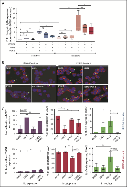 Transcriptional regulators of Igf1r in iPI3K-δ–resistant tumors. (A) Resistant and sensitive tumors were treated with dimethyl sulfoxide (DMSO), GSK3 inhibitor (CHIR99021; iGSK3), or FOXO1 inhibitor (AS1842856; iFOXO1) for 3 hours, followed by treatment with DMSO or GS-649443 for 12 hours; Igf1r expression was analyzed using RT-qPCR. All P values were calculated using a 2-tailed paired Student t test. (B) Representative images from immunohistochemistry analysis showing FOXO1 localization after treatment of iPI3K-δ–resistant and -sensitive tumors with DMSO, GSK3 inhibitor (CHIR99021), GS-649443, or the combination of GS-649443 and CHIR99021. For every slide, 10 fields were analyzed with ×600 magnification and the localization of FOXO1 in all cells in every field was scored. Green arrows indicate FOXO1 localization in the nucleus (transcriptionally active FOXO1). Red: FOXO1 (Cy3), blue: DAPI. (C) Incidence of FOXO1 in the different compartments (only cytoplasm, nucleus, and no expression) was quantified using the mean from the 10 fields of view and normalized to the total number of cells per field. The P values were calculated using the Mann-Whitney U test. (D) Western blot analysis for expression levels of p-IGF1R, IGF1R, p-FOXO1, FOXO1, p-AKT, AKT, p-ERK, and ERK in cells from the fourth transfer and treatment round. Analysis of LAMIN B was included as a loading control. (E) Quantification of FOXO1, p-FOXO1, and p-ERK1/2 protein levels from the western blot analysis using ImageJ densitometry analysis software. All protein expression data were normalized to that of LAMIN B. p-ERK and p-FOXO1 were further normalized to their respective total protein expression levels. All P values were calculated using the Mann-Whitney U test. ns, not statistically significant. *P ≤ .05; **P ≤ .01; ns, P > .05.