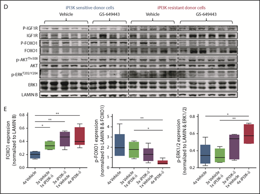 Transcriptional regulators of Igf1r in iPI3K-δ–resistant tumors. (A) Resistant and sensitive tumors were treated with dimethyl sulfoxide (DMSO), GSK3 inhibitor (CHIR99021; iGSK3), or FOXO1 inhibitor (AS1842856; iFOXO1) for 3 hours, followed by treatment with DMSO or GS-649443 for 12 hours; Igf1r expression was analyzed using RT-qPCR. All P values were calculated using a 2-tailed paired Student t test. (B) Representative images from immunohistochemistry analysis showing FOXO1 localization after treatment of iPI3K-δ–resistant and -sensitive tumors with DMSO, GSK3 inhibitor (CHIR99021), GS-649443, or the combination of GS-649443 and CHIR99021. For every slide, 10 fields were analyzed with ×600 magnification and the localization of FOXO1 in all cells in every field was scored. Green arrows indicate FOXO1 localization in the nucleus (transcriptionally active FOXO1). Red: FOXO1 (Cy3), blue: DAPI. (C) Incidence of FOXO1 in the different compartments (only cytoplasm, nucleus, and no expression) was quantified using the mean from the 10 fields of view and normalized to the total number of cells per field. The P values were calculated using the Mann-Whitney U test. (D) Western blot analysis for expression levels of p-IGF1R, IGF1R, p-FOXO1, FOXO1, p-AKT, AKT, p-ERK, and ERK in cells from the fourth transfer and treatment round. Analysis of LAMIN B was included as a loading control. (E) Quantification of FOXO1, p-FOXO1, and p-ERK1/2 protein levels from the western blot analysis using ImageJ densitometry analysis software. All protein expression data were normalized to that of LAMIN B. p-ERK and p-FOXO1 were further normalized to their respective total protein expression levels. All P values were calculated using the Mann-Whitney U test. ns, not statistically significant. *P ≤ .05; **P ≤ .01; ns, P > .05.