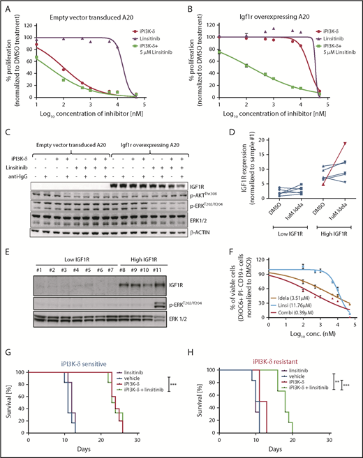 Figure 6. PI3K-δ inhibitor resistance could be overcome by targeting IGF1R. Dose-response curves of IGF1R inhibition in A20 cells transduced with empty vector (A) or Igf1r cDNA (B). The IC50 values of empty vector vs Igf1r cDNA–transduced A20 cells were 100.5 nM vs > 20 µM for iPI3K-δ treatment, 16.3 µM vs >20 µM for linsitinib treatment, and 28.8 nM vs 142.5 nM for combination treatment with linsitinib and iPI3K-δ. (C) Western blot analysis for signaling changes in A20 cells transduced with empty vector or Igf1r cDNA upon treatment with DMSO, GS-649443, or linsitinib in the presence or absence of anti–immunoglobulin G stimulation. (D) RT-qPCR analysis of IGF1R expression after 24 hours of treatment with 1 µM idelalisib in CLL patient samples with high and low IGF1R expression (n = 12). The sample from the single in vivo idelalisib–treated patient is shown in red. The expression levels were normalized to a commonly included representative patient sample with low IGF1R (sample 1). (E) Western blot analysis of IGF1R, p-ERK, and ERK levels in CLL patient samples with low IGF1R (1-6) or high IGF1R (8-10) and 1 sample from an idelalisib-treated patient (11). Sample 7 showed high IGF1R expression for mRNA but not protein. One sample with high IGF1R measured by RT-qPCR was not included in the western blotting because of limitations in sample availability. (F) Dose-response curves from an idelalisib-treated patient sample, treated in vitro with idelalisib, linsitinib, or the combination for 4 days. Viability was assessed using DiOC6/propidium iodide/CD19 staining and fluorescence-activated cell sorting. Kaplan-Meyer survival curves for recipient mice that were transferred with PI3K-δ–sensitive tumor cells (G) or PI3K-δ–resistant cells (H) from the third transfer, followed by treatment with vehicle, linsitinib, GS-649443, or a combination of linsitinib and GS-649443. The P values were calculated using the log-rank (Mantel-Cox) test. **P ≤ .01; ***P ≤ .001.