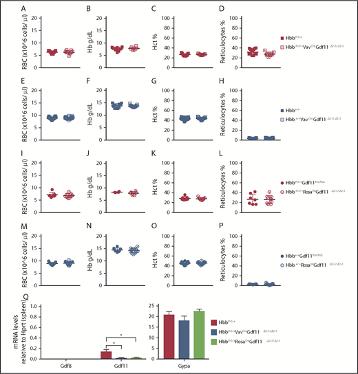 Figure 1. Conditional deletion of Gdf11 in the entire hematopoietic compartment or pancellularly in thalassemic (Hbbth3/+) mice does not improve hematological parameters. (A-D) Conditional deletion of Gdf11 in the entire hematopoietic compartment of thalassemic mice (Hbbth3/+ VavCreGdf11Δ2-3/Δ2-3) (n = 9) does not result in any differences in RBC count, Hb, Hct, or reticulocytes compared with Hbbth3/+ controls (n = 15). (E-H) Conditional deletion of Gdf11 in erythroid cells of nonthalassemic wild-type animals (Hbb+/+) does not result in altered hematopoietic parameters in Hbb+/+ VavCreGdf11Δ2-3/Δ2-3 mice (n = 23) compared with Hbb+/+ controls (n = 22). CBCs were analyzed at 2 months of age. Ubiquitous deletion of Gdf11 in Hbbth3/+RosaCreGdf1flox/flox mice treated with TAM (Hbbth3/+RosaCreGdf11Δ2-3/Δ2-3) does not improve hematological parameters. (I-L) Hbbth3/+RosaCreGdf11Δ2-3/Δ2-3 mice (n = 9) did not show increases in RBC, Hb, or Hct or lower reticulocyte counts compared with Hbbth3/+ Gdf11flox/flox control mice (n = 7). (M-P) No hematological differences were detectable in Hbb+/+RosaCre Gdf11Δ2-3/Δ2-3 mice (n = 17) compared with Hbb+/+ Gdf11flox/flox controls (n = 15). RosaCre Gdf11Δ2-3/Δ2-3 mice and Gdf11flox/flox controls were analyzed between 3 and 6 months of age. CBCs were analyzed 2 weeks post-TAM administration. Females and males were included in the analysis. (Q) Messenger RNA analysis of Gdf11Δ2-3/Δ2-3 mice confirms reduction of Gdf11 in spleens. Messenger RNA from Hbbth3/+ VavCreGdf11Δ2-3/Δ2-3 (n = 3) and Hbbth3/+RosaCreGdf11Δ2-3/Δ2-3 (n = 3) age-matched males (5 months old) was assessed for Gdf11 reduction in the spleen, by qRT-PCR, using a Gdf11 probe specific for exon 2. Both show significant reductions normalized by Hprt (left panel). Gdf8 was undetectable in all samples tested. No statistical differences were found in the Gypa positive control (right panel). Data are mean ± standard deviation. *P ≤ .05, Student t test.