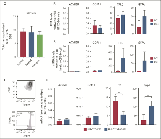 Gdf11 deletion from the hematopoietic compartment or pancellularly from all tissues did not suspend RAP-536 action.Hbbth3/+VavCreGdf11Δ2-3/Δ2-3 mice treated with RAP-536 (n = 7) showed increased RBCs (A), Hb (B), and Hct (C), as well as reduced reticulocytes (D), compared with phosphate-buffered saline (PBS)-treated controls (n = 6). Hbb+/+VavCreGdf11Δ2-3/Δ2-3 mice also exhibited increased RBCs (E), Hb (F), and Hct (G). No statistically significant difference was found in reticulocyte number (H). VavCreGdf11Δ2-3/Δ2-3 mice were treated with RAP-536 between 3 and 4 months. Similarly, Hbbth3/+RosaCreGdf11Δ2-3/Δ2-3 mice (n = 9) and Hbb+/+RosaCreGdf11Δ2-3/Δ2-3 mice (n = 20) treated with RAP-536 exhibited increased RBC (I,M), Hb (J,N), and Hct (K,O) levels compared with Hbbth3/+RosaCreGdf11Δ2-3/Δ2-3 (n = 8) and Hbb+/+RosaCreGdf11Δ2-3/Δ2-3 (n = 20) PBS-treated animals. (L) Hbbth3/+RosaCreGdf11Δ2-3/Δ2-3 mice showed a significant reduction in reticulocytes. (P) No statistical differences were observed in reticulocytes from Hbb+/+RosaCreGdf11Δ2-3/Δ2-3 animals. RosaCreGdf11Δ2-3/Δ2-3 animals were treated with RAP-536 between 4 and 7 months. CBCs were assessed 2 days after last dose of RAP-536 treatment. Females and males were included in the analysis of all groups. CD34+ cells did not respond to RAP-536 in vitro. (Q) Treatment of CD34+-derived cells isolated from healthy donors with 5 µg/mL or 150 µg/mL RAP-536 (n = 3) did not result in increased cell number at the end of erythroid differentiation assay day 8 (DD8). mRNA levels of GDF11 and ACVR2B were low in human thalassemia and healthy erythroid progenitor cells. Quantification of GDF11 and ACVR2B mRNA in thalassemia (R) and healthy (S) donor-derived erythroblasts showed low GDF11 and ACVR2B expression relative to HPRT after day 1 (DD1) and day 4 (DD4) of differentiation in an erythroid differentiation assay, as determined by qRT-PCR (n = 3). BT CD34+ cells showed higher relative levels of GDF11 compared with healthy CD34+ cells. RHO was used as a negative control (data not shown), and TFRC and GYPA were used as positive controls. Gdf11 and Acvr2b mRNA was expressed at low levels in splenic Ter119+ cells isolated from PBS- and RAP-536–treated Hbbth3/+ mice. (T) Erythroid cells, isolated from the spleens of PBS-treated Hbbth3/+ mice and RAP-536–treated mice, were analyzed for Cd71 and Ter119 marker expression before mRNA extraction. (U) mRNA from Ter119+ cells isolated from the spleens of Hbbth3/+ PBS- and RAP-536–treated mice was analyzed for Gdf11 and Acvr2b by qRT-PCR; results show low expression relative to Hprt compared with Tfrc and Gypa in either group. Rho was used as a negative control (data not shown). Data are mean ± standard deviation. *P ≤ .05, **P ≤ .01, ***P ≤ .001, ****P ≤ .0001, Student t test.