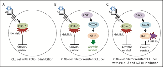 Model for the effects of the PI3K-δ inhibitor idelalisib and the IGF1R inhibitor linsitinib on PI3K-δ inhibitor–sensitive and –resistant CLL cells. (A) PI3K-δ is activated by the B-cell receptor (Ag, antigen) and inhibited by idelalisib, thus ablating the PI3K pathway-mediated growth and survival program that activates AKT signaling, which is required for CLL cell survival. (B) Upregulation of IGF1R expression via GSK3 and FOXO1 activates the MAPK pathway-mediated growth and survival program, thus leading to CLL cell survival. It is not known what leads to the activation of GSK3 and FOXO1 in PI3K-δ inhibitor–resistant CLL cells; however, FOXO1 activation is normally inhibited by AKT signaling downstream of the PI3K pathway. (C) Inhibition of IGF1R by linsitinib abolishes the MAPK-mediated growth and survival program, causing cell death in PI3K-δ–resistant CLL cells. The simultaneous inhibition of PI3K-δ is required because reactivation of PI3K/AKT signaling leads to FOXO1 inhibition and failure to upregulate IGF1R. In the serial-adoptive transfer and treatment experiments, Scheffold et al used the specific PI3K-δ inhibitor GS-649443 (rather than idelalisib) because this has favorable pharmacokinetic properties in mice.