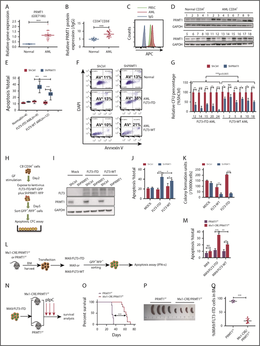 Figure 1. PRMT1 inhibition perturbs AML survival and growth. (A) Comparison of PRMT1 messenger RNA expression in mononuclear cells from BM or peripheral blood of healthy donors vs primary AML patients based on a GEO dataset (GSE7186). (B) PRMT1 protein levels in the CD34+CD38− subset from normal PBSCs (n = 8) and AML cases (n = 9), as analyzed by anti-PRMT1 intracellular staining. PRMT1 level is calculated as median fluorescence intensity of PRMT1 staining relative to immunoglobulin G (IgG) control. (C) Representative intracellular staining results are shown. (D) Western blot analysis of PRMT1 expression in primary human CD34+ cells from AML specimens (n = 18) and normal PBSC donors (n = 8). (E-F) Apoptosis of normal PBSCs (n = 4), CD34+ cells, and FLT3-ITD (n = 9) or FLT3 WT (n = 12) AML CD34+ cells transduced with ShCtrl or ShPRMT1 (targeting 3′UTR), as analyzed by Annexin V/4′,6-diamidino-2-phenylindole (DAPI) labeling. Within the FLT3-ITD+ AML and FLT3 WT AML groups, PRMT1 KD was associated with higher apoptosis levels. (E) Two-way ANOVA analyses with repeated measures revealed a statistically significant difference (P < .001) in the apoptosis increase between the 2 groups (FLT3-ITD vs FLT3 WT), indicating that PRMT1 KD induced more apoptosis in FLT3-ITD+ AML cells than in FLT3 WT AML cells. (F) Representative fluorescence-activated cell sorting plots. (G) CFC assay of FLT3-ITD (n = 5) and FLT3 WT (n = 6) AML CD34+ cells expressing ShCtrl or ShPRMT1. Colony numbers were normalized to that of ShCtrl-expressing cells. Within the FLT3-ITD+ AML and FLT3 WT AML groups, PRMT1 KD was associated with lower CFCs. Two-way ANOVA analyses with repeated measures revealed a statistically significant difference (P < .001) in the CFC decrease between the 2 groups (FLT3-ITD vs FLT3 WT). (H) CB CD34+ cells were transfected with vector control (mock), FLT3 WT, or FLT3-ITD and then further transduced with ShCtrl or ShPRMT1. Doubly transduced cells were assayed by western blotting for FLT3 and PRMT1 expression (I), for apoptosis by annexin V/DAPI labeling (J), and for CFCs (K). (L) BM cells from Mx1-Cre/PRMT1f/f or PRMT1f/f mice were transduced with a retroviral vector coexpressing MA9 plus GFP and then a lentiviral vector coexpressing FLT3-ITD or FLT3 WT plus RFP. (M) MA9, MA9/FLT3-ITD, and MA9/FLT3 WT cells, as indicated, were used to assess apoptosis in vitro after PRMT1 deletion. (N) Doubly transformed MA9/FLT3-ITD cells were transplanted into CD45.1-expressing congenic recipients to analyze leukemia progression. (O) Survival after PIPC treatment was monitored in PRMT1f/f (n = 8) and Mx1-Cre/PRMT1f/f (n = 9) groups. (P) Effects of PRMT1 deletion on splenomegaly were evaluated after the last dose of PIPC. (Q) Percentage of donor MA9/FLT3-ITD cells in BM of recipients (n = 6 per group) from the indicated group. Results represent the mean ± standard deviation. *P < .05, **P < .01, ***P < .001. NS, not statistically significant.