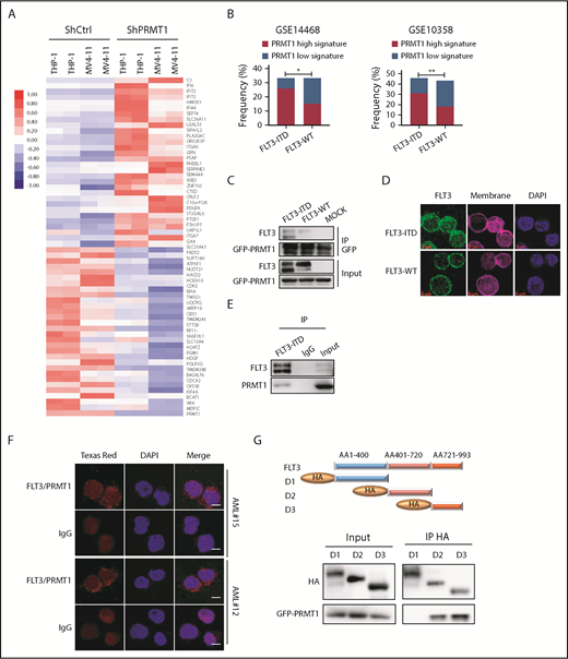 Figure 2. PRMT1 cooperates with FLT3-ITD in regulation of AML. (A) Heat map showing the top 30 upregulated and top 30 downregulated genes in THP-1 and MV4-11 lines expressing ShPRMT1 or ShCtrl, based on a fold-change > 1.5 and P < .05. (B) Bar graphs representing the percentage frequency of primary AML specimens with FLT3-ITD vs FLT3 WT and exhibiting PRMT1 high (normalized score ≥ 0.75) or PRMT1 low (normalized score ≤ −0.75) signatures, based on 2 GEO cohorts (GSE14468, GSE10358). *P < .05, **P < .01, Fisher’s exact test. (C) Co-IP of GFP from GFP-tagged PRMT1-transduced 32D cells ectopically expressing FLT3-ITD, FLT3 WT, or mock and then analyzed for FLT3 and GFP by western blotting. (D) Immunostaining for FLT3 (green), membrane (pink), and 4′,6-diamidino-2-phenylindole (DAPI; blue) in CD34+CD38− cells from primary AML specimens with or without FLT3-ITD. Scale bar, 5 μm. (E) Co-IP of endogenous FLT3 from MV4-11 cells after IP with FLT3 antibody followed by FLT3 and PRMT1. (F) Representative images of Duolink in situ proximity ligation assay in primary AML CD34+CD38- cells from 2 primary FLT3-ITD+ AML specimens. Red spots indicate PRMT1/FLT3 protein interaction (left), DAPI-stained nuclei are blue (center), and merged image is at right. Scale bar, 5 μm. (G) Hemagglutinin (HA)-tagged FLT3 (ITD 18 bp in-frame insertion at E596 within the juxtamembrane domain) fragments (D1-D3) and GFP-tagged PRMT1 were coexpressed in 293T cells, followed by pull-down with an anti-HA antibody and western blot for HA and GFP-PRMT1.