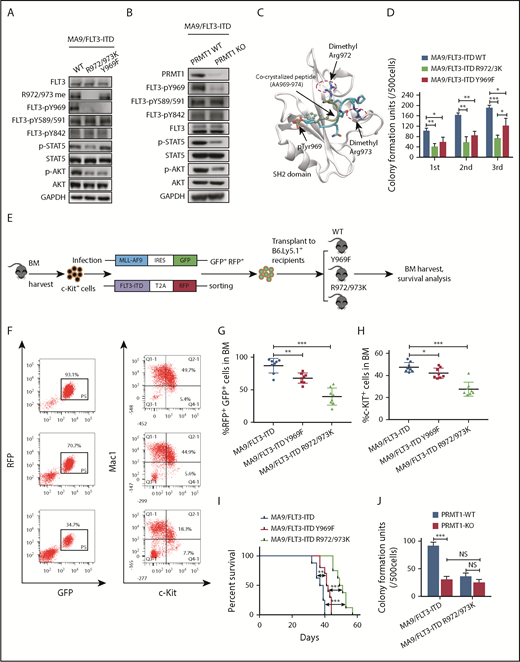 Figure 4. PRMT1 regulates AML cell maintenance by methylating FLT3-ITD R972/973. (A) Western blot analysis of indicated proteins in MA9-expressing murine BM cells that were further transduced with WT FLT3-ITD, FLT3-ITD Y969F, or FLT3-ITD R972/973K. (B) Following ex vivo PRMT1 deletion, Mx1-Cre/PRMT1f/f BM cells or control BM cells, both cotransduced with MA9 plus FLT3-ITD, were immunoblotted for the indicated total and phosphorylated proteins plus GAPDH. (C) The binding pose of the dimethylated peptide from molecular dynamics simulation is shown on the GRB2 SH2 domain protein (aa 56-153). Protein backbone is shown in white. Peptide backbone is shown in cyan with amino acid side chains shown in licorice mode (aa 969-974). Hydrogen atoms are omitted for clarity. Atom color: cyan, carbon; blue, nitrogen; red, oxygen. The position of the cocrystallized peptide (PDB 1BMB) is shown in tan with phospho-tyrosine shown in CPK mode. (D) MA9-expressing BM cells further transduced with FLT3-ITD, FLT3-ITD Y969F, or FLT3-ITD R972/973K were seeded for serial replating assays. (E) c-Kit+ BM cells were transduced with retroviral vectors coexpressing MLL-AF9 (MA9) plus GFP and then with lentiviral vectors coexpressing FLT3-ITD WT, FLT3-ITD Y969F, or FLT3-ITD R972/973K plus RFP. Double-positive cells were sorted and transplanted into CD45.1-expressing congenic recipients, and donor cell engraftment was analyzed 4 weeks later. (F) Representative fluorescence-activated cell sorting profile for total donor cells (GFP/RFP double-positive) and c-Kit + cells in BM of the indicated recipients. (G-H) Cumulative results are shown. (I) Survival of mice transplanted with the indicated doubly transduced murine BM cells. (J) CFC analysis of PRMT1-cKO vs PRMT1 WT doubly transformed cells. MA9-expressing BM cells from PRMT1f/f and Mx1-CRE/PRMT1f/f mice were further transduced with FLT3-ITD or FLT3-ITD R972/973K, PRMT1 deletion was induced ex vivo, and cells were seeded for CFC assays. Results represent the mean ± SD. *P < .05, **P < .01, ***P < .001.