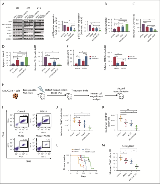 Figure 6. PRMT1 inhibition combined with AC220 treatment enhances elimination of FLT3-ITD+ AML cells. (A) Western blot analysis of the indicated total and phosphorylated proteins plus GAPDH in cells from 3 FLT3-ITD+ AML patients exposed to 5 µM MS023, 20 nM AC220, or a combination (left panels). Quantitative analysis of phospho-AKT (middle panel) and phospho-STAT5 (right panel) levels based on ImageJ software. (B-C) FLT3-ITD+ AML (n = 6) CD34+ cells were exposed to 5 µM MS023, 20 nM AC220, or a combination. (B) Apoptosis in the indicated groups, as analyzed by Annexin V/4′,6-diamidino-2-phenylindole (DAPI) labeling. (C) CFC analysis of the indicated cells. (D-E) FLT3-ITD+ AML (n = 5) CD34+ cells were exposed to 3 µM TC-E-5003, 20 nM AC220, or a combination. (D) Apoptosis in the indicated groups, as analyzed by Annexin V/DAPI labeling. (E) CFC analysis of the indicated cells. (F-G) FLT3-ITD+ AML (n = 3) CD34+ cells transduced with ShCtrl and ShPRMT1 vectors were cultured or not with AC220 (20 nM). (F) Apoptosis in the indicated groups, as analyzed by Annexin V/DAPI labeling. (G) CFC analysis of the indicated cells. (H) Selected CD34+ cells from primary human FLT3-ITD+ AML cells were injected into irradiated (250 cGy) NSGS mice (1 × 106 cells per mouse). Following confirmation of >1% engraftment, mice were treated for 4 weeks with AC220 (10 mg/kg per day, gavage), MS023 (80 mg/kg per day, intraperitoneally, twice a day), a combination of MS023 and AC220, or vehicle (control) (n = 6 mice per group). Human cell engraftment was analyzed by flow cytometry. Secondary transplantation was also performed. (I) Representative fluorescence-activated cell sorting profile for CD45 and CD33 expression in BM of treated mice. Number of human AML CD45+ cells (J) and CD34+38− cells (K) in BM of treated mice. (L) Mouse survival after treatment discontinuation. (M) Percentage of human AML cells in BM of secondary recipients at 16 weeks.*P < .05, **P < .01, ***P < .001. Results represent mean ± SD.