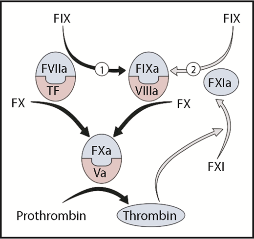 Thrombin generation is initiated when the protease factor VIIa and the cofactor tissue factor form a complex that converts factor X to factor Xa. Factor Xa, with its cofactor factor Va, catalyzes conversion of prothrombin to thrombin. Factor VIIa/tissue factor also converts factor IX to the protease factor IXa (reaction 1), which, in the presence of factor VIIIa, activates additional factor X to sustain thrombin generation. Factor IX is also converted to factor IXa by factor XIa (reaction 2). In the original cascade/waterfall models of coagulation, factor XI was activated by the enzyme factor XIIa during a process called contact activation. However, the absence of abnormal bleeding in factor XII deficient individuals indicates that other mechanisms exist for factor XI activation. In the figure, factor XI is activated by thrombin generated initially through the factor VIIa/tissue factor complex, creating a feedback loop (gray arrows) for factor IX activation. Coagulation protease precursors are indicated by black type, and the active forms of the proteases are shown within blue half-ovals. Cofactors are shown within pink half-ovals. F, factor.