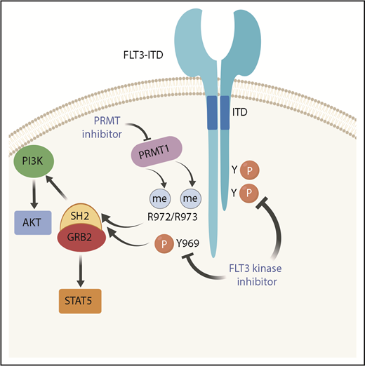 The loss of autoinhibition of FLT3-ITD leads to phosphorylation (P) of several tyrosines (Y) in the cytoplasmic domain. This leads to constitutive kinase activation, which can be inhibited with FLT3 kinase inhibitors. Methylation (me) of arginines 972 and 973 (R972/R973) by PRMT1 cooperates with phosphorylation at tyrosine 969 (Y969) by enhancing the association with SH2 domains of adaptor proteins such as GRB2. This leads to increased activation of downstream signaling effectors, such as PI3K/AKT and STAT5. PRMT inhibitors prevent methylation of R972/973 and can thereby cooperate with FLT3 inhibitors in blocking activation of downstream signaling pathways.