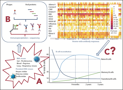 VirScan and immune reconstitution. (A) After transplantation, there is a bloom of virus reactivation, infection, and/or viral-related disease.10 (B) Technical aspects of VirScan were originally published in Xu et al.3 The right portion of panel B was adapted from the visual abstract of the article by Bender Ignacio et al. (C) This graph summarizes the reconstitution of the different B-cell subsets after transplantation. Adeno, adenovirus; Entero, enterovirus; EBV, Epstein-Barr virus; HHV6, human herpesvirus 6; MPV, metapneumovirus; HSV, herpes simplex virus; PIV, parainfluenza virus; Rhino, rhinovirus; RSV, respiratory syncytial virus; Tx, transplantation; V, virus; VZ, varicella zoster.
