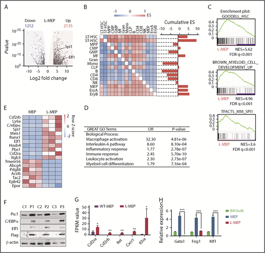 Figure 3. Prdm16s activates myeloid gene regulatory networks in MEPs. (A) A volcano plot showing genes with log2 fold change >0.5 (shaded in yellow; 2135 genes) or < −0.5 (shaded in blue; 1252 genes) with adjusted P < .05 that are differentially expressed in L-MEPs compared with normal MEPs. Two ETS factors, Spi1 and Elf1, are indicated. (B) Pairwise GSEA assessing the enrichment of L-MEP gene signature in different hematopoietic populations revealed that normal MEPs, erythroid progenitors, HSCs, and macrophages are enriched in L-MEP genes, as shown by the positive cumulative enrichment scores (ESs). (C) GSEA showed that L-MEPs were enriched for HSC signature, myeloid development genes, and PU.1 target genes compared with normal MEPs. (D) Gene ontology (GO) analysis of L-MEPs compared with normal MEPs. (E) A heatmap showing the z scores of the differentially expressed genes in L-MEPs compared with normal MEPs. (F) Immunoblotting to detect PU.1, C/EBPα, Elf1, and FLAG-tagged Prdm16s from normal bone marrow (BM) cells (C1-3) and Prdm16s-induced AML cells (P1-3; n = 3). (G) Several Spi1 target genes were highly expressed in L-MEPs compared with normal MEPs (n = 3). (H) Megakaryocytic/erythroid regulators Gata1, Fog1, and Klf1 were highly expressed in MEPs but were downregulated in L-MEPs, as determined by quantitative polymerase chain reaction analysis. Expression levels are relative to those in control BM cells (n = 4). All data represent mean ± standard deviation. *P < .05, **P < .01, ***P < .001 by Student t test. B, B cell; CLP, common lymphoid progenitor; CMP, common myeloid progenitor; Ery, erythrocyte; FDR, false discovery rate; FPKM, fragments per kilobase million; Gran, granulocyte; LT, long term; Mf, macrophage; Mono, monocyte; NES, normalized enrichment score; NK, natural killer cell; ST, short term; WT, wild type.