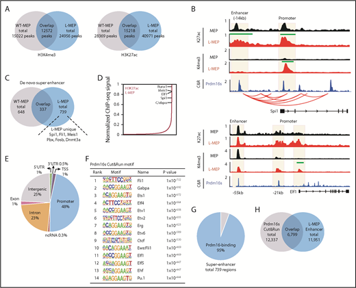 Figure 4. Prdm16s activates myeloid transcription factors by acting on super enhancers. (A) Overlaps in H3K4me3 and H3K27ac peaks between MEPs and L-MEPs (n = 3). (B) Genomic snapshot at the Spi1 and Elf1 loci showing H3K27ac and H3K4me3 chromatin immunoprecipitation followed by sequencing (ChIP-seq) in normal MEPs and L-MEPs (n = 3), Prdm16s CUT&RUN (C&R) in L-MEPs (n = 2), and promoter capture Hi-C data as shown by red arches. Peaks that are statistically different (P < 10−97) between L-MEPs and MEPs are indicated by green bars; y-axis represents counts per million reads. (C) Overlap in super enhancers between normal MEPs and L-MEPs (n = 3). (D) Distribution of H3K27ac density as determined by ChIP-seq data across super enhancers in L-MEPs (n = 3). (E) Distribution of Prdm16s C&R peaks in annotated regions of the genome (n = 2). (F) Motif analysis of Prdm16s binding sites identified by C&R revealed enrichment of motifs of myeloid transcription factors and CTCF. (G-H) Overlap between super enhancers (G) and typical enhancers (H) with Prdm16s binding site in L-MEPs. ncRNA, noncoding RNA; TSS, transcription start site; WT, wild type; UTR, untranslated region.