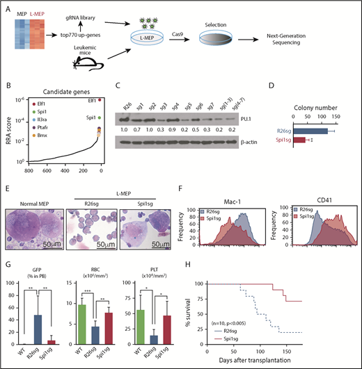 Figure 5. A CRISPR screen identifies Spi1 as a vulnerability of Prdm16s-induced AML. (A) A schematic of the targeted CRISPR dropout screen against 770 candidate genes identified by RNA-seq. (B) Top L-MEP essential genes identified by CRISPR dropout screening included 2 transcription factors Elf1 and Spi1. Top 5 genes with significant robust ranking aggregation (RRA) scores are highlighted. (C) Immunoblotting to detect PU.1 expression after CRISPR editing. Cells deleted of the Rosa26 locus (R26sg) were compared with cells deleted of Spi1 with different sgRNA (sg1-7). (D) In vitro validation of a candidate gene Spi1 by a colony assay (n = 4). (E) Megakaryocyte formation by normal MEPs (left) and L-MEPs with (right) or without (middle) Spi1 deletion shown by Wright-Giemsa staining (n = 4). L-MEPs were deleted of either control Rosa26 or Spi1 and plated. (F) Representative flow cytometric histograms showing that Spi1-deleted L-MEPs form cells with decreased Mac-1 expression (left) and increased CD41 expression (right) compared with control Rosa26-edited cells (n = 4). (G) Spi1 deletion reduced GFP+ AML cells in the blood and ameliorated anemia and thrombocytopenia of L-MEP recipients (n = 7). Rosa26- or Spi1-deleted L-MEPs or vector-transduced normal MEPs were transplanted and blood was analyzed by flow cytometry or a hematology analyzer. (H) Spi1 deletion prolonged the survival of recipient mice of L-MEPs (n = 10). Rosa26- or Spi1-deleted L-MEPs were transplanted as in panel G. All data represent mean ± standard deviation. *P < .05, **P < .01, ***P < .001 by Student t test, except for comparison of survival curves, in which significance was assessed by log-rank test. gRNA, guide RNA; PLT, platelet; RBC, red blood cell; WT, wild type.