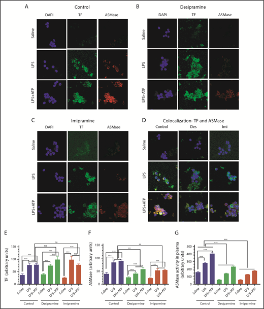 Figure 2. Effect of ASMase inhibitor treatment on LPS- and LPS+ATP-induced ASMase and TF expression in vivo in monocytes. Mice were treated with saline (Control) or ASMase inhibitor desipramine or imipramine and then challenged with saline, LPS, or LPS followed by ATP, as described in the legend for Figure 1. PBMCs isolated from whole blood of these groups of mice were fixed intact in 4% paraformaldehyde, coated on a glass coverslip, and stained for ASMase or TF using rabbit anti-human ASMase that recognizes murine ASMase and rat anti-murine TF mAb (1H1), respectively, followed by fluorophore-conjugated secondary antibodies. Representative images of immunofluorescence staining of TF and ASMase on PBMCs isolated from control mice (A) and mice treated with desipramine (B) or imipramine (C). (D) Colocalization of ASMase and TF in monocytes isolated from control, desipramine-treated (Des), and imipramine-treated (Imi) mice. Cells shown in the images are monocytes. Other PBMCs, whose cell size was much smaller than monocytes and stained very faintly, were not captured in the image. Quantification of fluorescence intensity of immunostaining of TF (E) or ASMase (F) of PBMCs isolated from control mice and mice treated with desipramine or imipramine. (G) Levels of S-ASMase in plasma of control mice and mice treated with desipramine or imipramine. Data shown are mean ± SEM (n = 6 mice). **P <.01, ***P < .001. DAPI, 4′,6-diamidino-2-phenylindole; ns, not statistically significant.