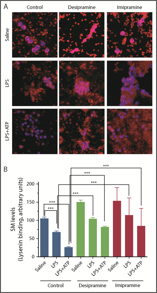 Figure 3. LPS treatment reduces SM levels in monocytes: effect of ASMase inhibitors on SM levels in monocytes. Mice were treated with saline (Control) or ASMase inhibitors desipramine or imipramine and then challenged with saline, LPS, or LPS followed by ATP, as described in the legend for Figure 1. PBMCs isolated from mice were stained for SM using lysenin, which specifically binds SM. The cells were incubated with lysenin (0.5 µg/mL) for 60 minutes in phosphate buffer containing 2% bovine serum albumin. The bound lysenin was detected using anti-lysenin antiserum (200× diluted), followed by secondary antibodies conjugated with AF567 fluorophore. (A) Representative images; original magnification ×126. (B) Quantified values for fluorescence intensity associated with monocytes (identified having a larger nucleus using DAPI staining; n = 30-70 cells). ***P < .001.